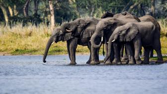 Wallpaper from animals category