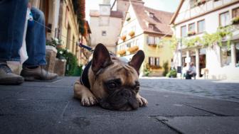 Wallpaper from animals category