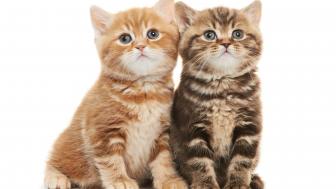 Cute kittens on white background wallpaper