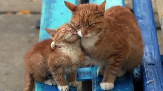 Cat hugging wallpaper