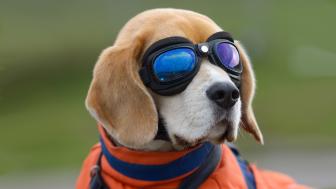 Beagle wallpaper