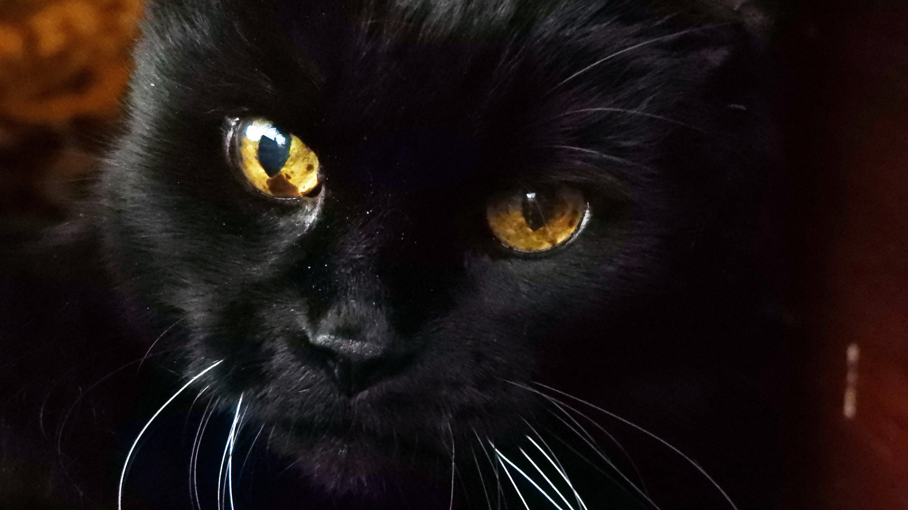  Black  cat  face 4K  UltraHD wallpaper  backiee