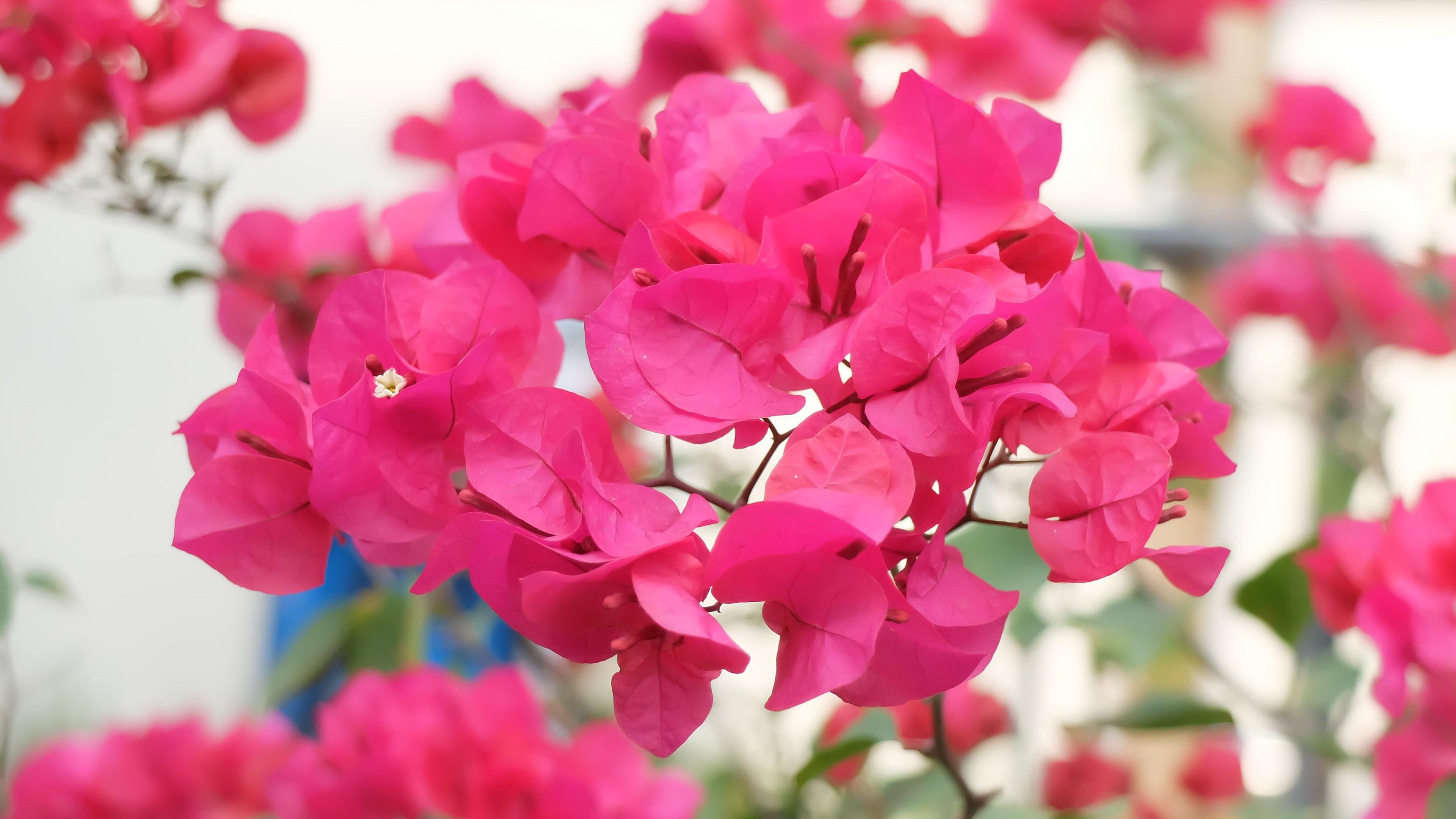 Bougainvillea flower wallpaper - backiee