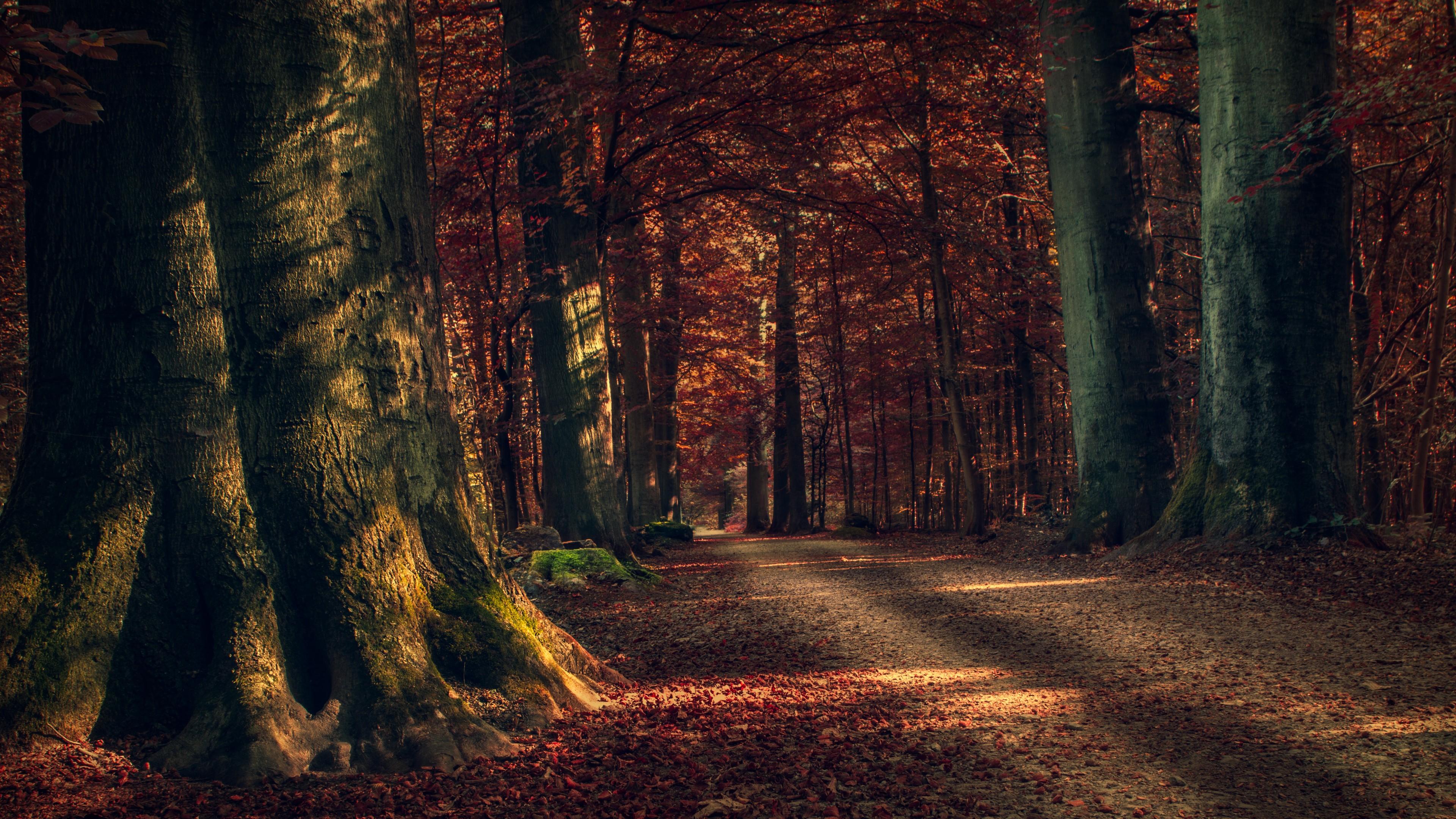 Autumn forest path wallpaper - backiee