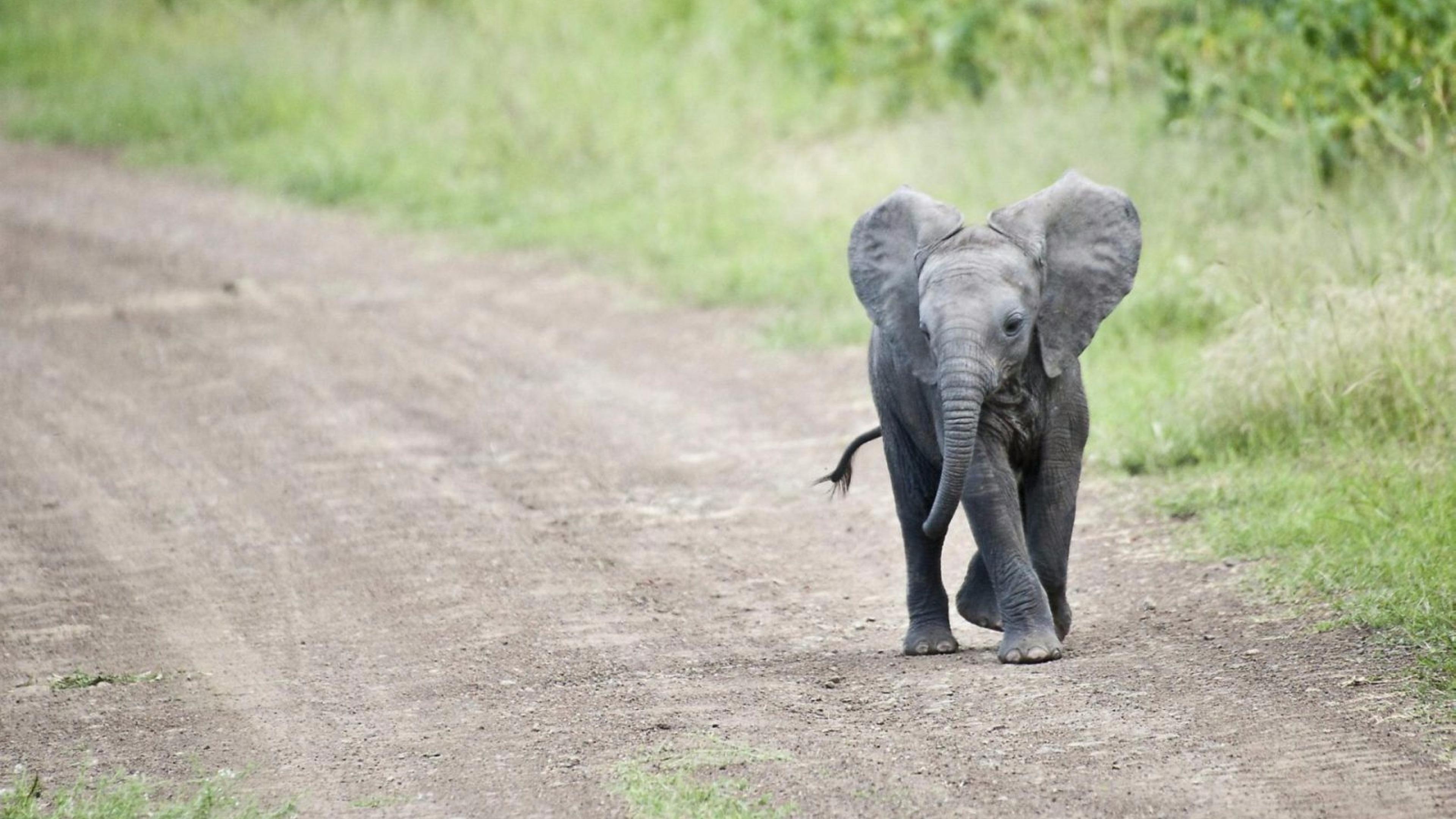 baby elephant wallpaper