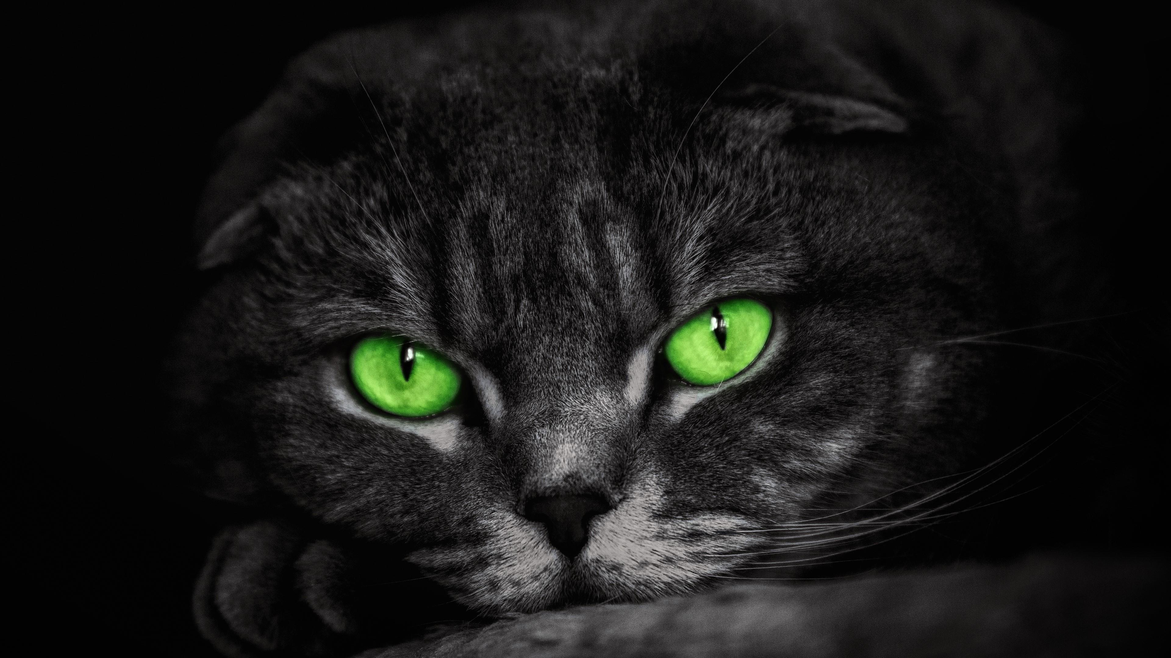  Cat  with green eyes wallpaper  backiee
