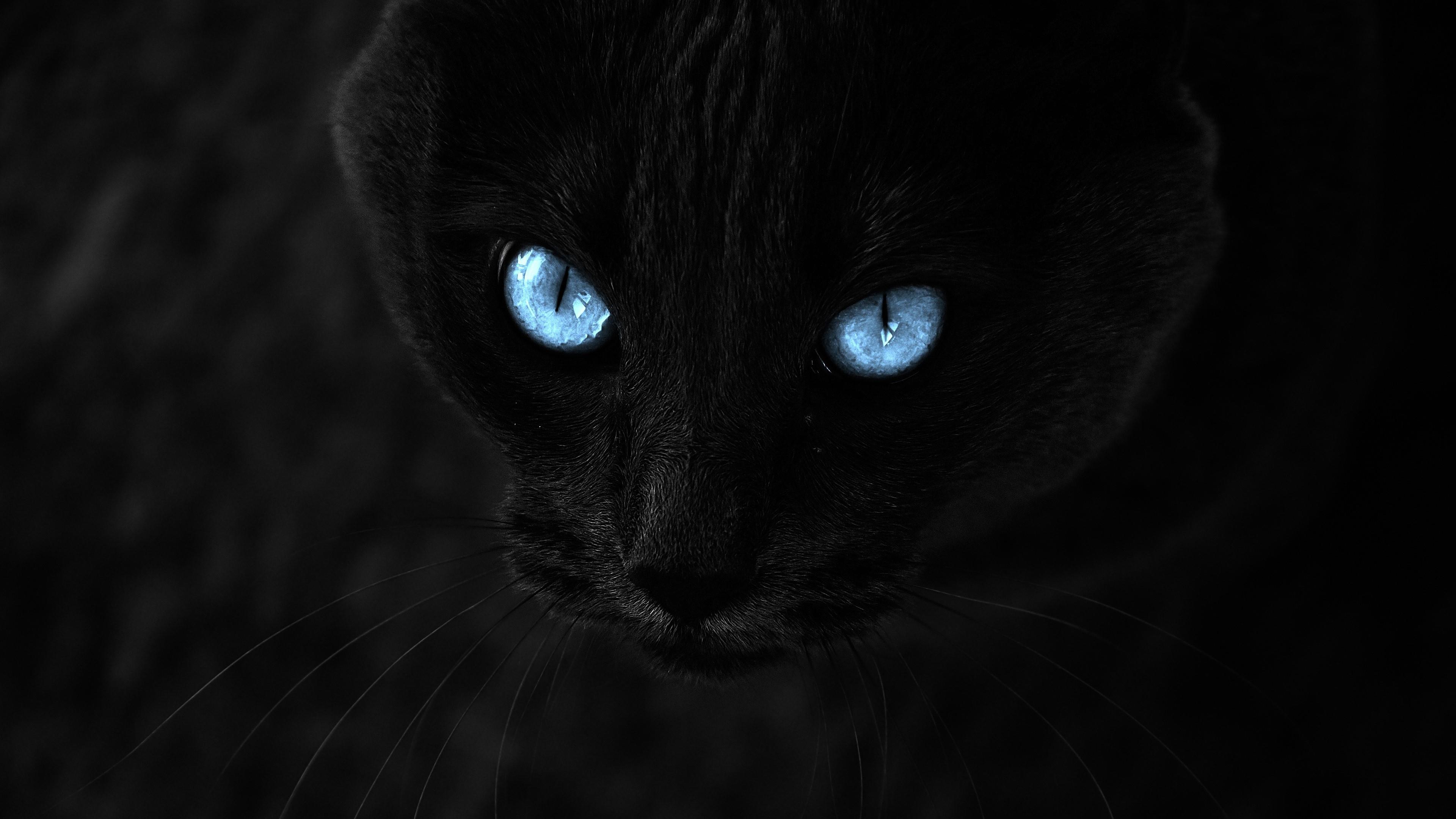 Black cat with blue eyes - backiee
