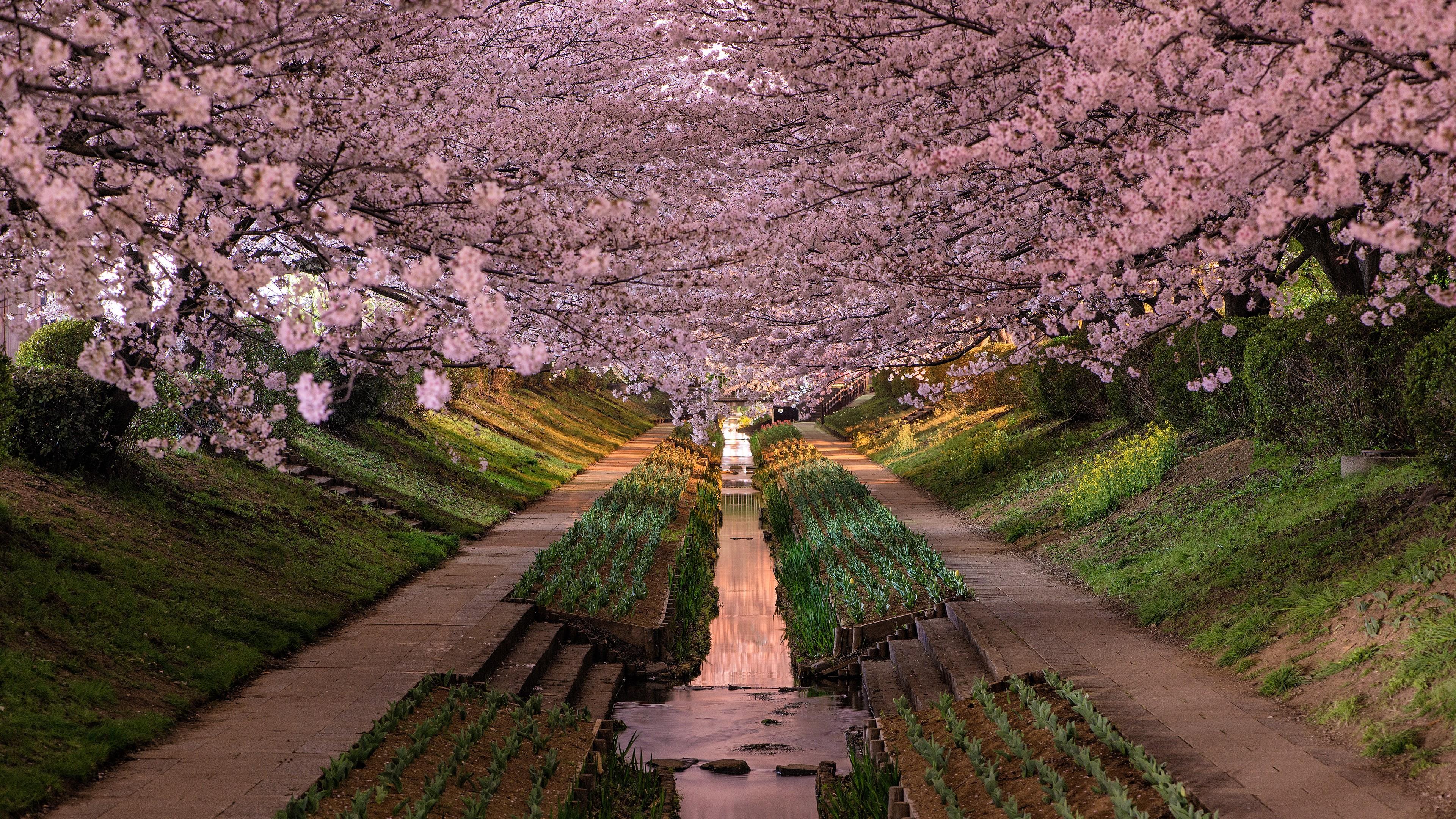 Japan cherry blossom wallpaper - backiee