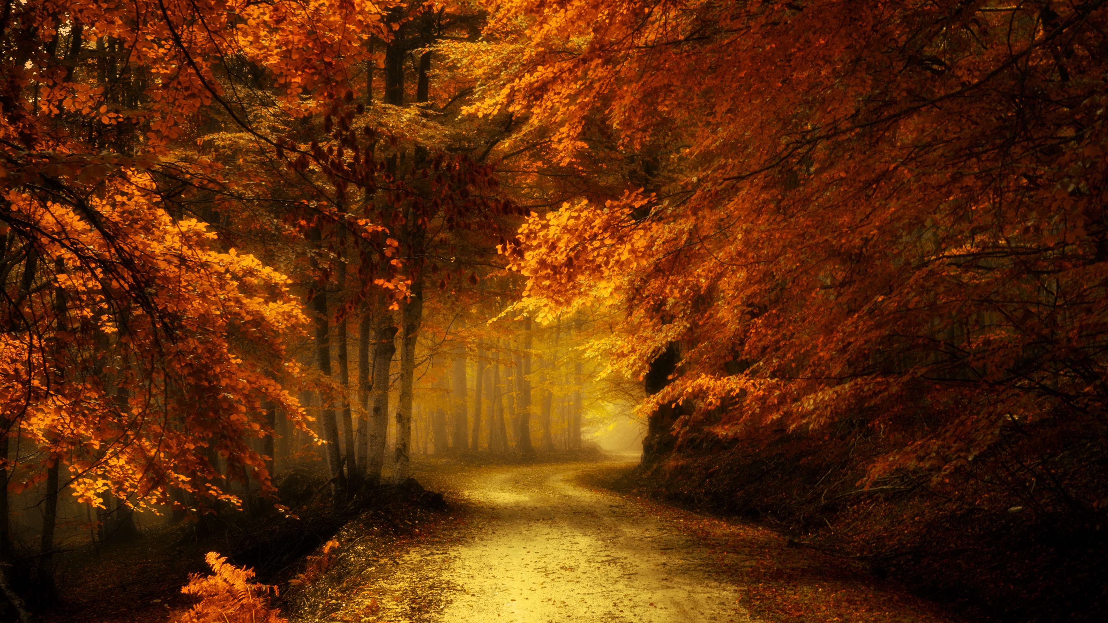 Autumn Forest Road Backiee