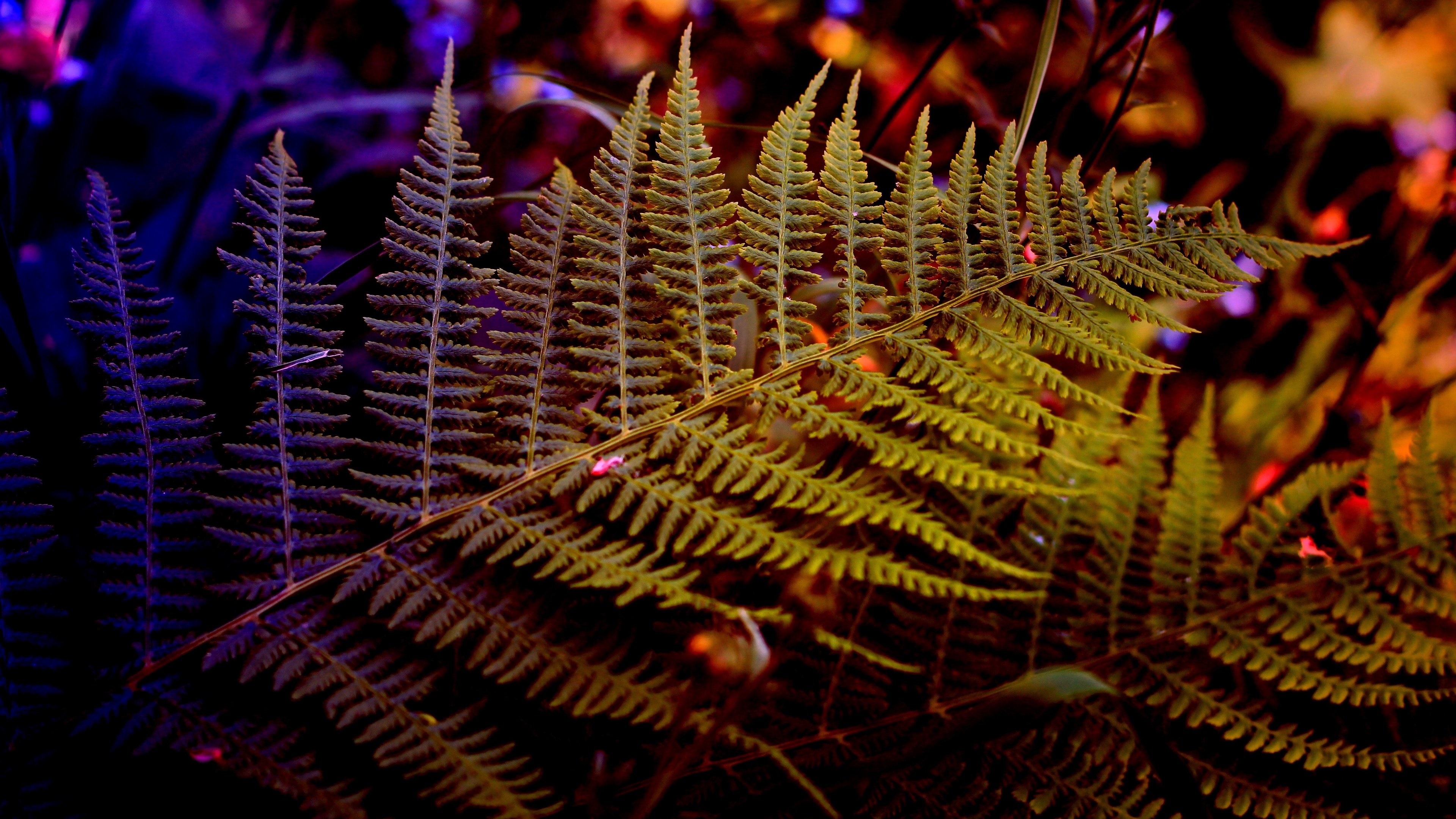 Fern frond wallpaper - backiee