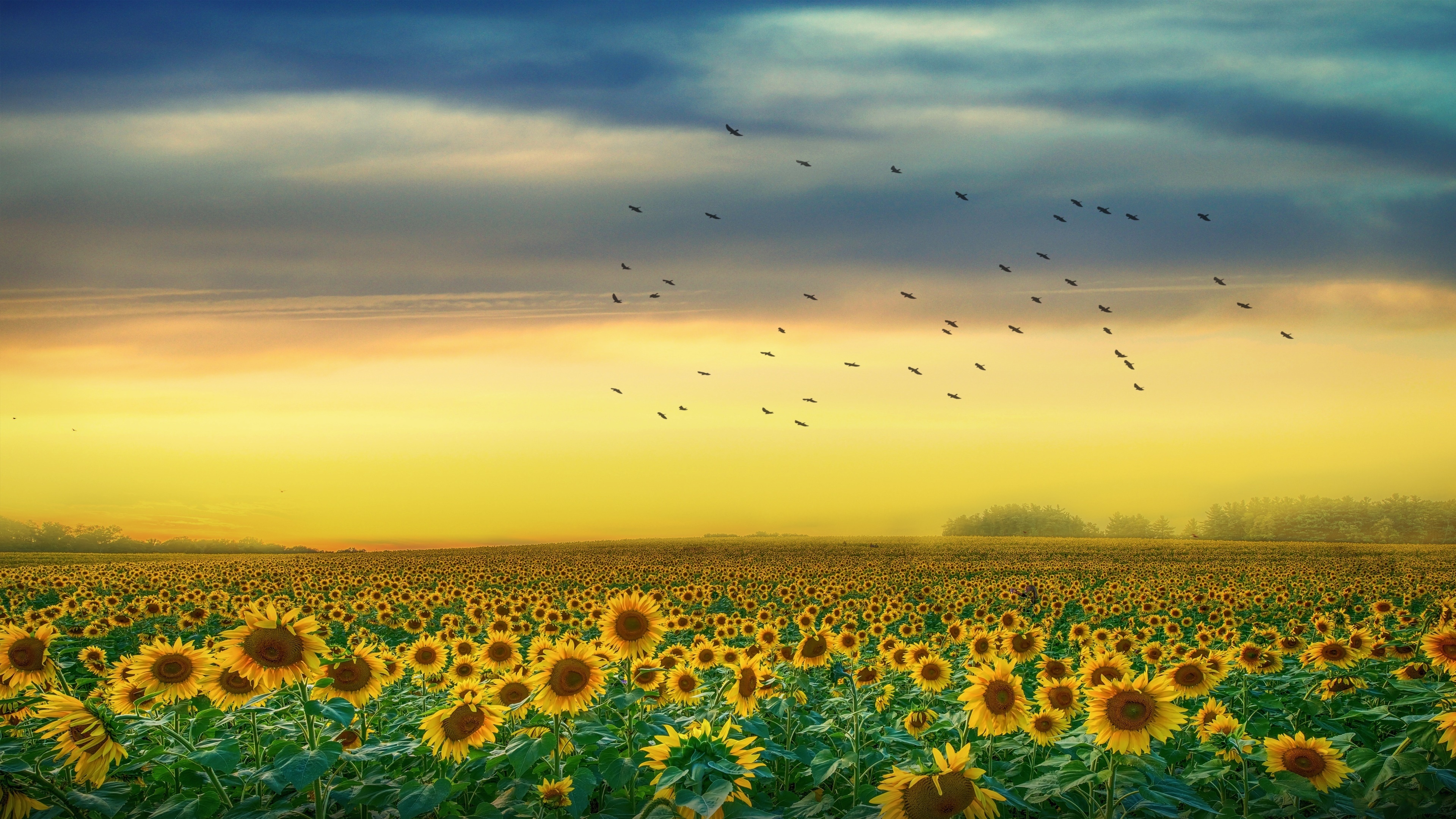 Endless Sunflower Field Wallpaper Backiee