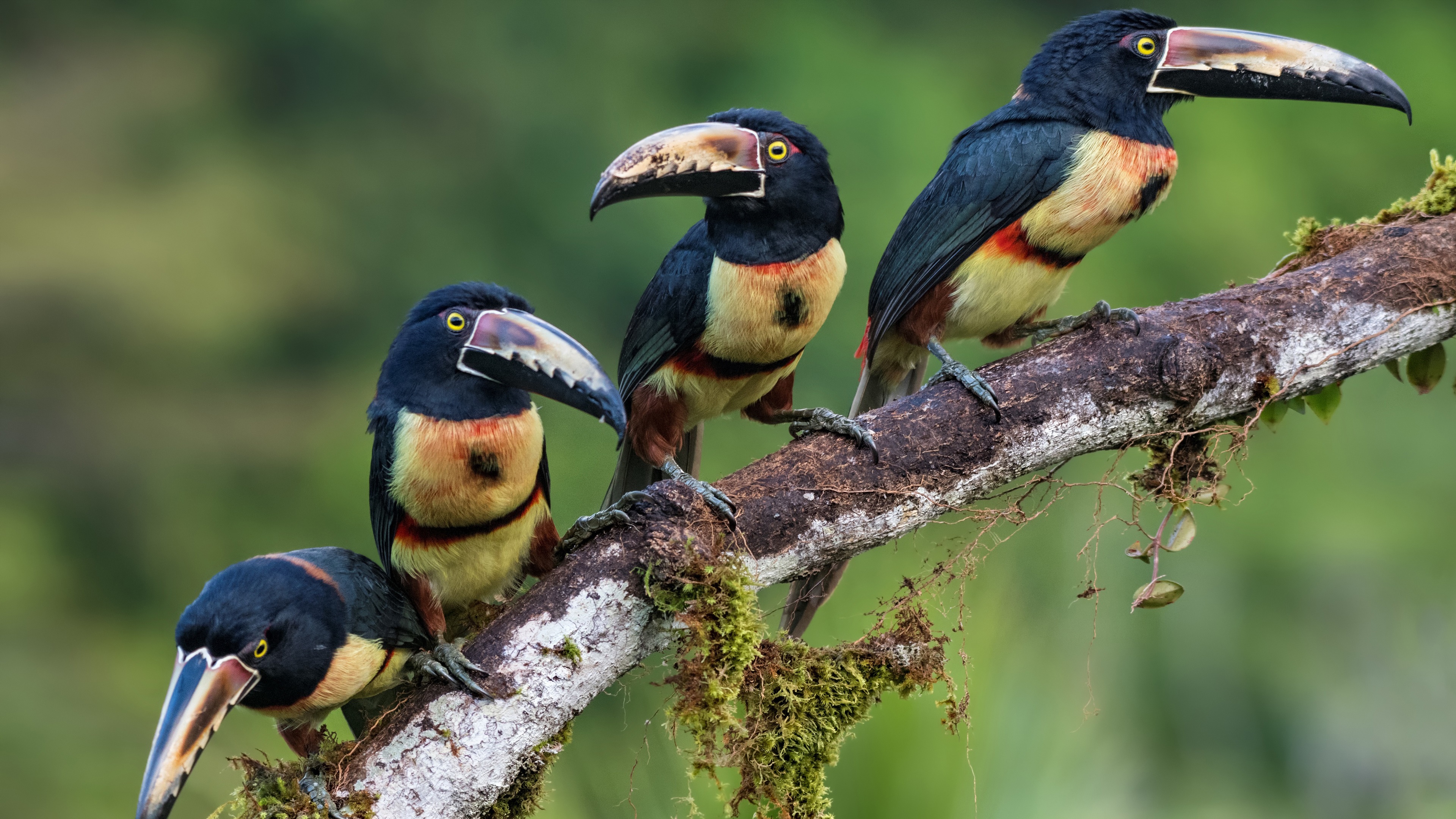 Toucans on a branch wallpaper - backiee