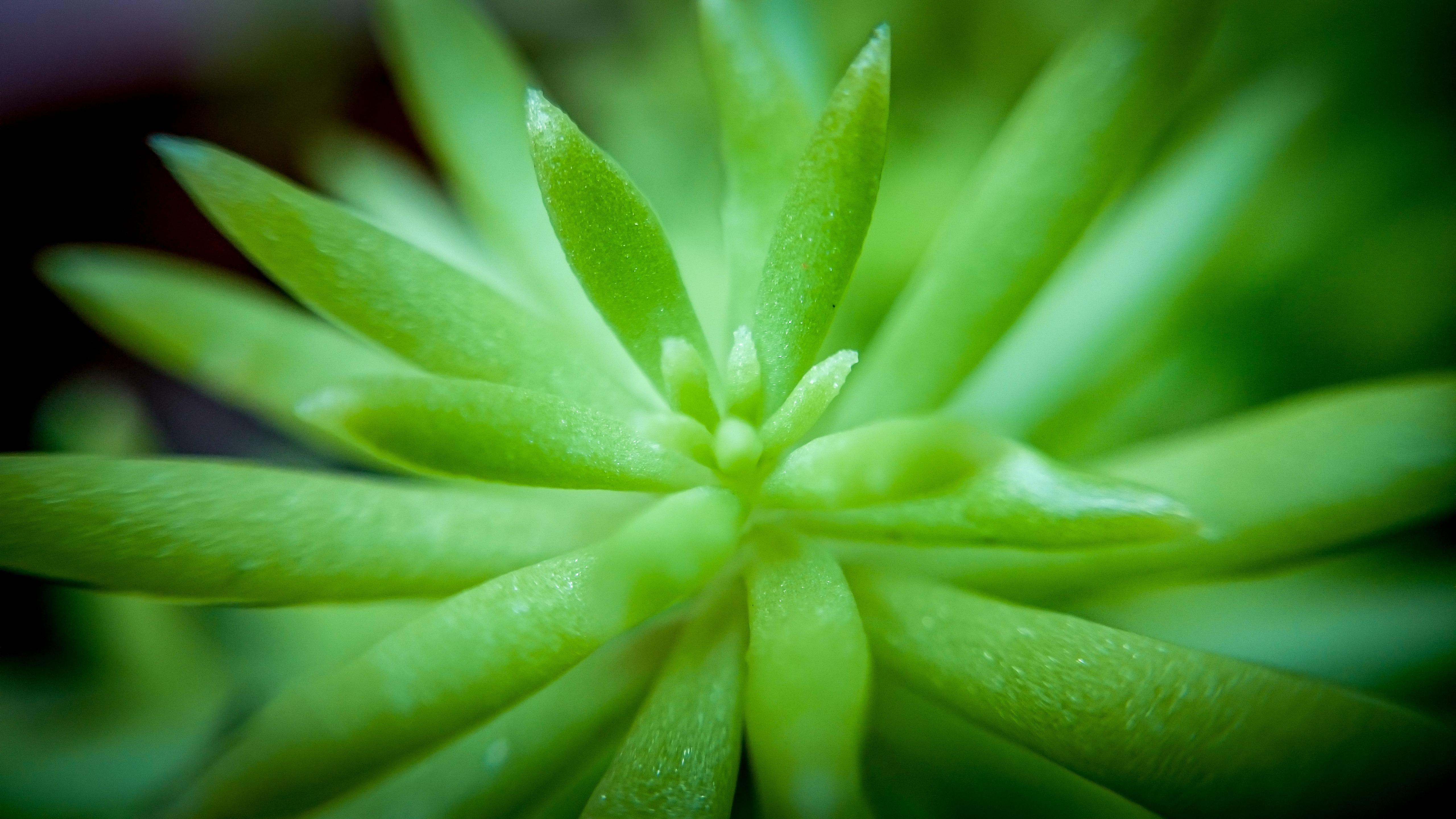 Green succulent leaves wallpaper - backiee