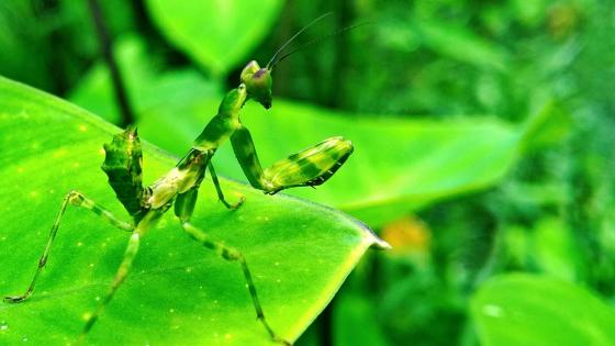 Preying mantis wallpaper hi-res stock photography and images - Alamy