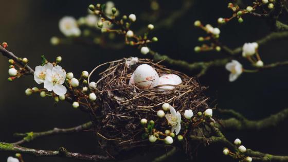 Creative eggs in nest on table · Free Stock Photo