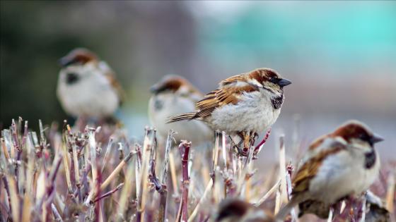 Sparrow, bird, HD phone wallpaper | Peakpx