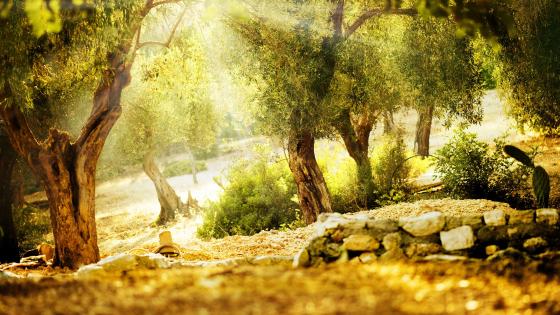 Summer wallpapers - backie