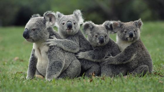 Koala Wallpapers - Wallpaper Cave