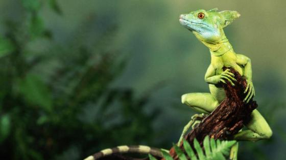 Premium Photo | Tropical lizard HD 8k background wallpaper Stock  Photographic image