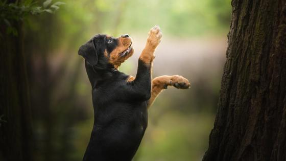 Rottweiler PUPPY wallpaper by hende09 - Download on ZEDGE™ | c681