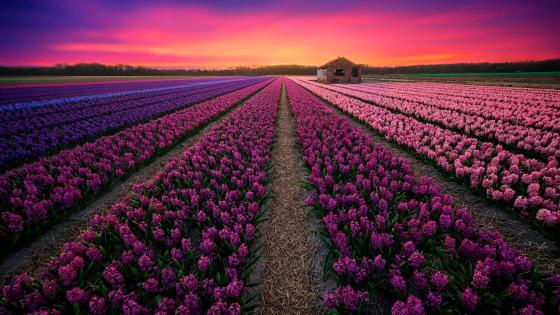 Nature Hyacinth HD Wallpaper