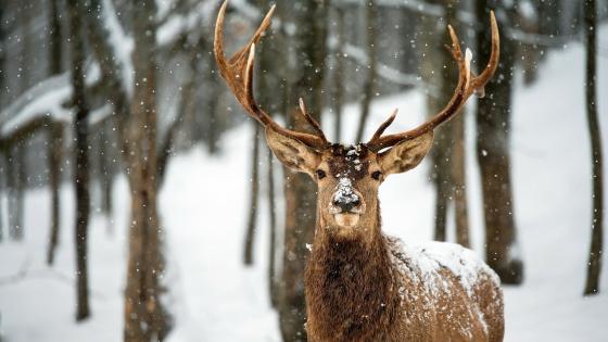 Whitetail deer in snow - Painting art - backiee