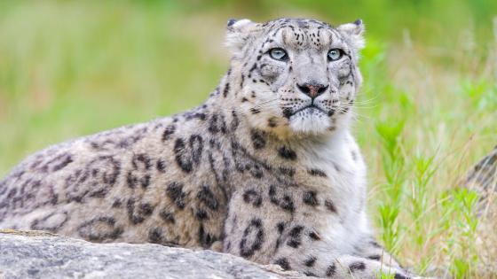Snow Leopard wallpapers - backiee