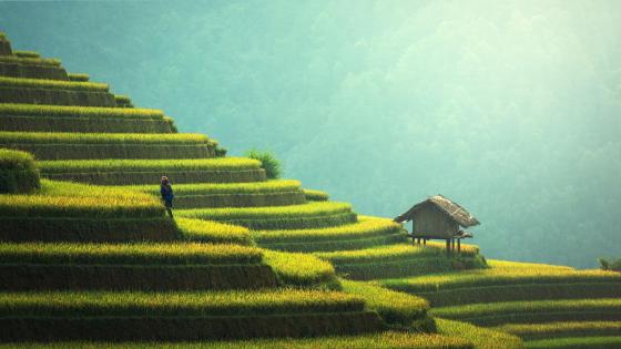 vietnam rice fields #terraced mu cang chai #yenbai green farm #cottage  #house #4K #wallpaper #hdwallpaper #des… | Rice paddy, Vietnam, Landscape  photography nature