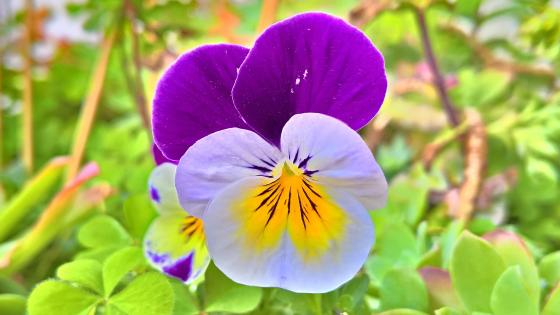 How to Plant, Grow, and Care For Pansies