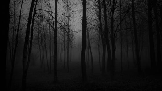 Dark Forest wallpapers - backiee