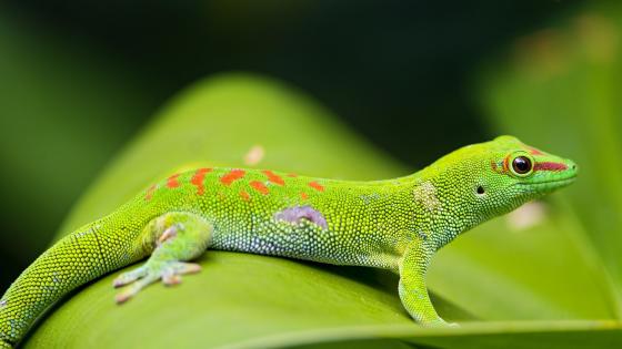 Lizard silhouette through a leaf wallpaper - Photography wallpapers - #33190