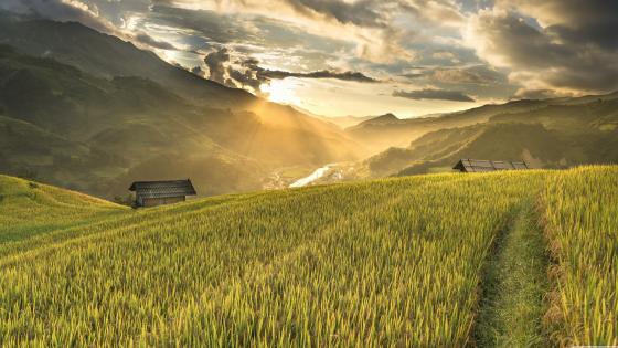 Beautiful landscape growing Paddy rice field with mountain and blue sky  background in Nagercoil. Tamil Nadu, South India Stock Photo - Alamy