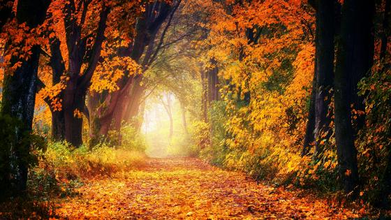 33,800+ Tree Lined Walkway Stock Photos, Pictures & Royalty-Free Images -  iStock