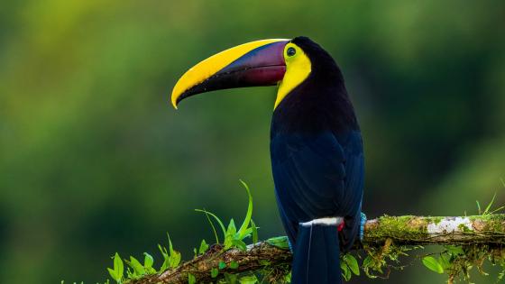 Toucan 1080P, 2K, 4K, 5K HD wallpapers free download | Wallpaper Flare