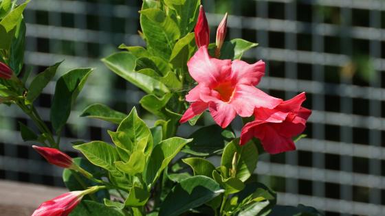 Mandevilla wallpapers - backiee