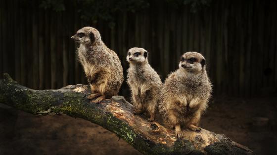 Best 9 mongoose Images [HD] | Free Download transparent Image & Change  Background on Imgkits