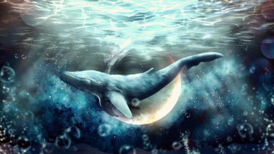 Cetacea wallpapers - backiee