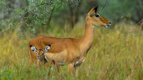 Pronghorn Facts | Yellowstone Wildlife Guide