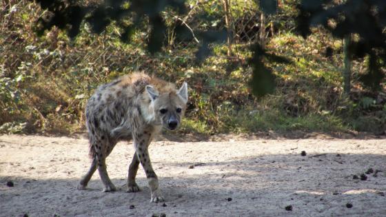 Hyena, predator, animal, glance, HD phone wallpaper | Peakpx