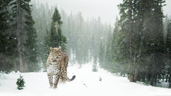 Snow Leopard wallpapers - backiee