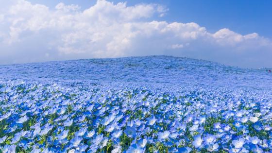 Close Up Nemophila At Hitachi Seaside Park Carpet Park Summer Photo  Background And Picture For Free Download - Pngtree