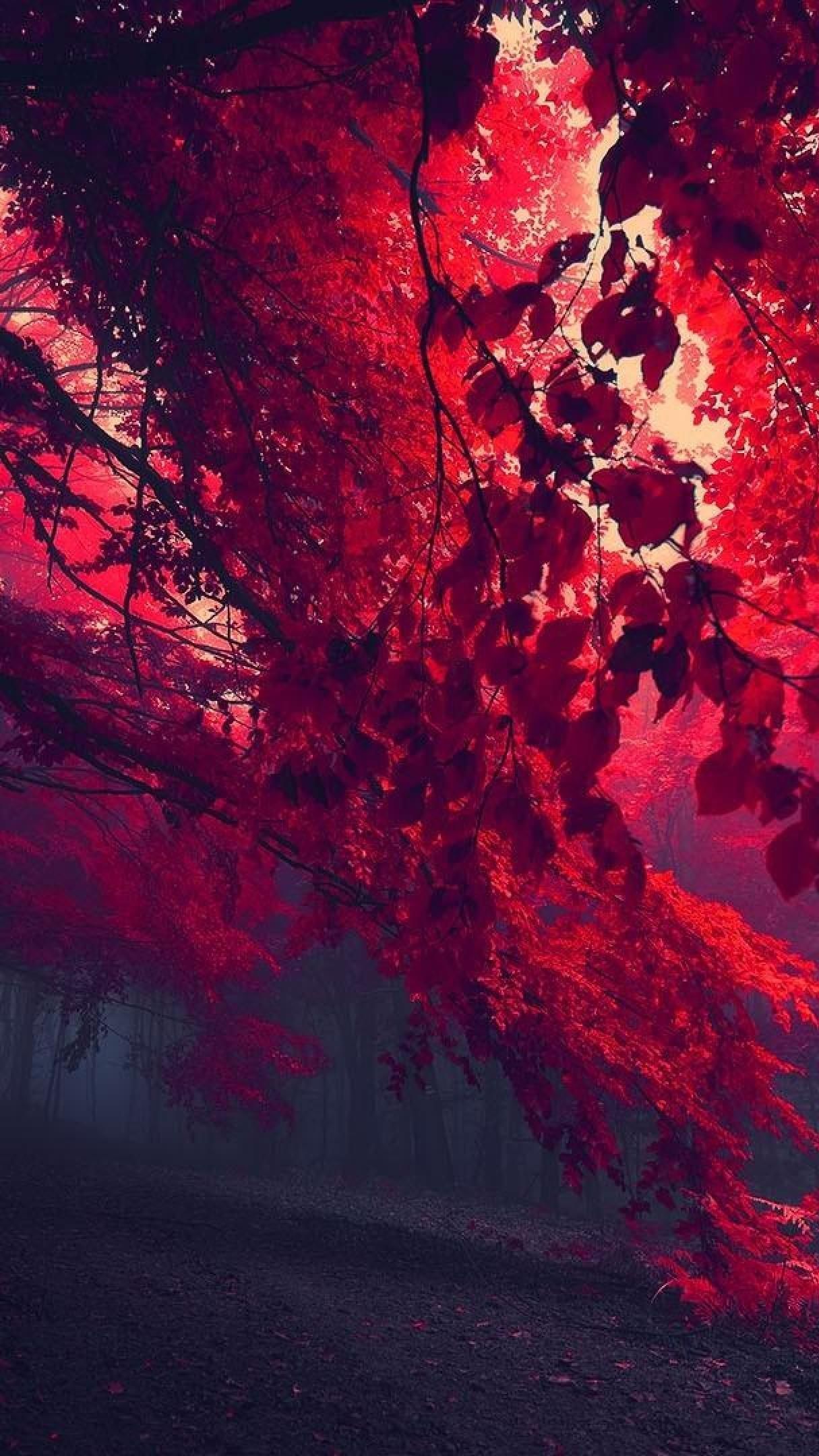 Sinsational Sintra - Misty red autumn forest - backiee