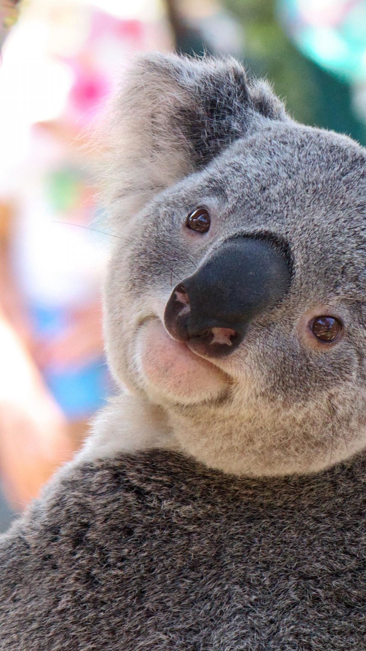 Cute koala wallpaper - backiee