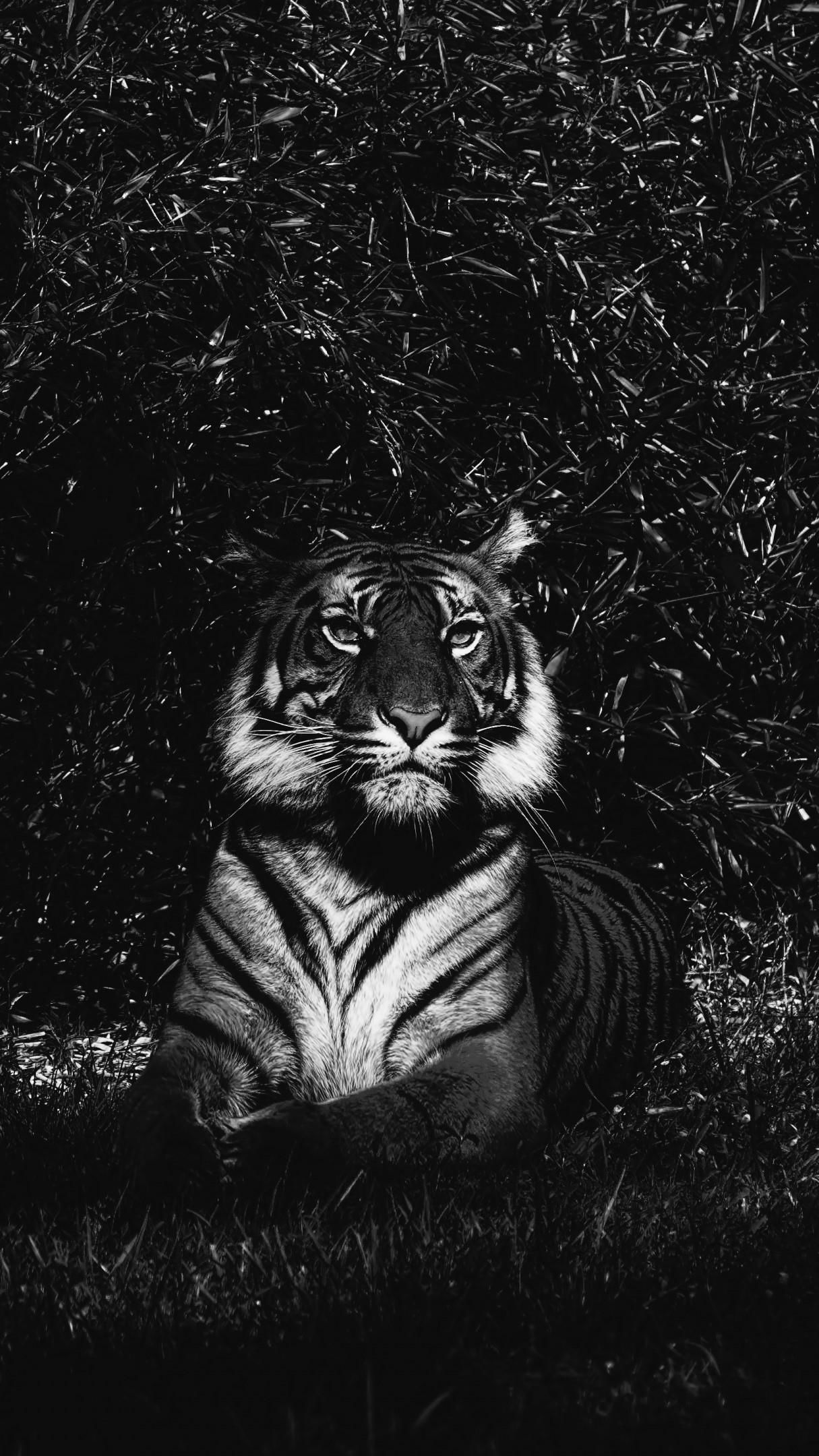 Tiger - Black and white photography wallpaper - backiee