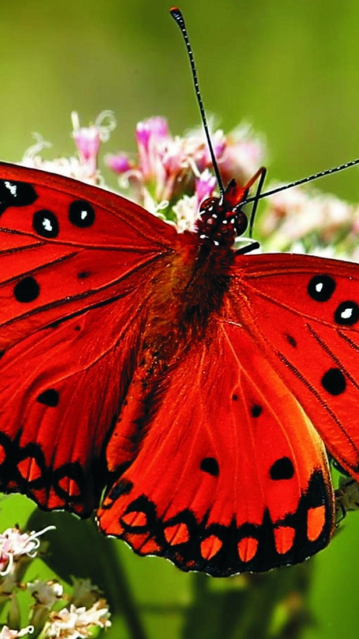 Red butterfly wallpaper - backiee