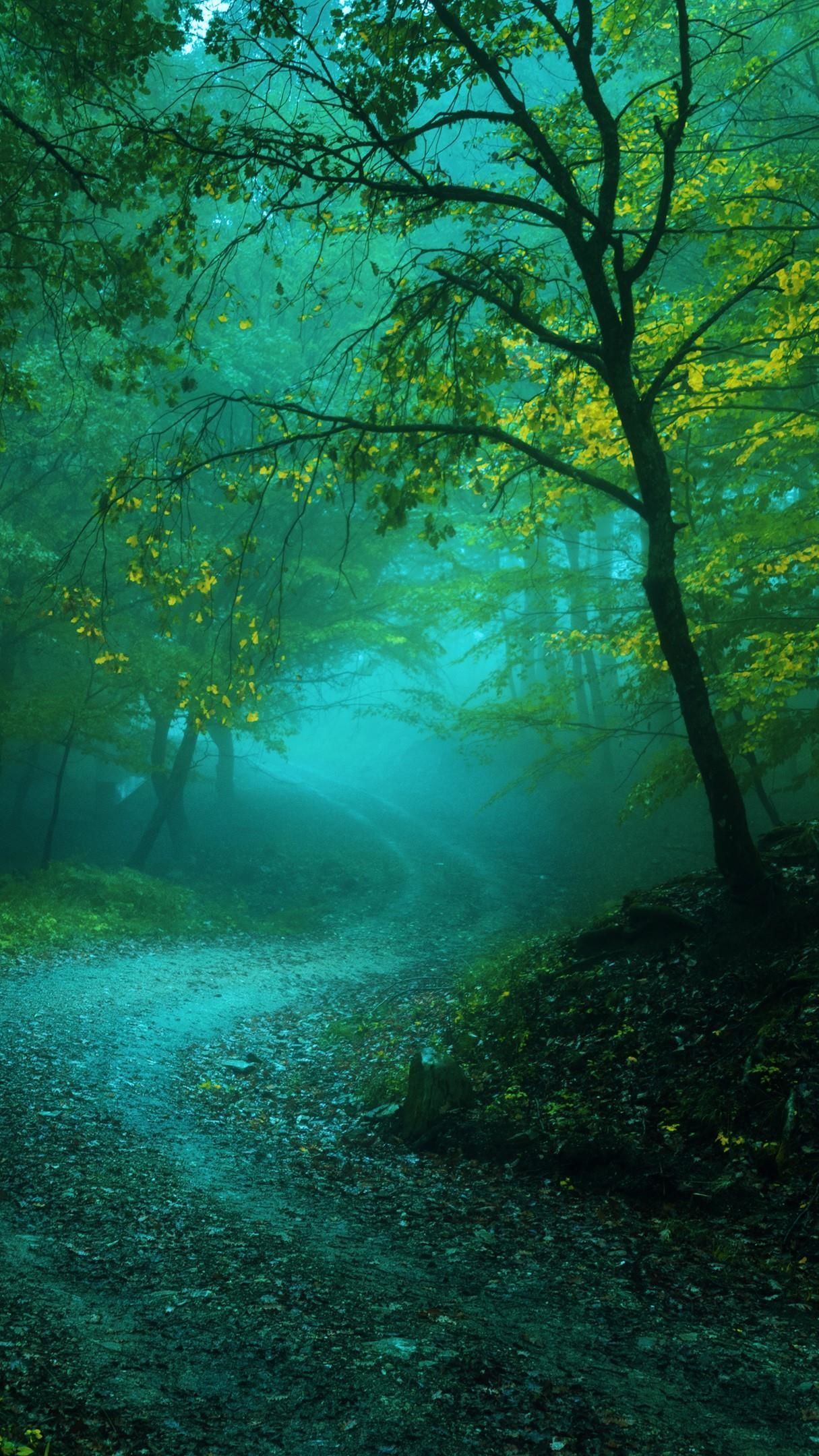 Misty curvy forest path - backiee