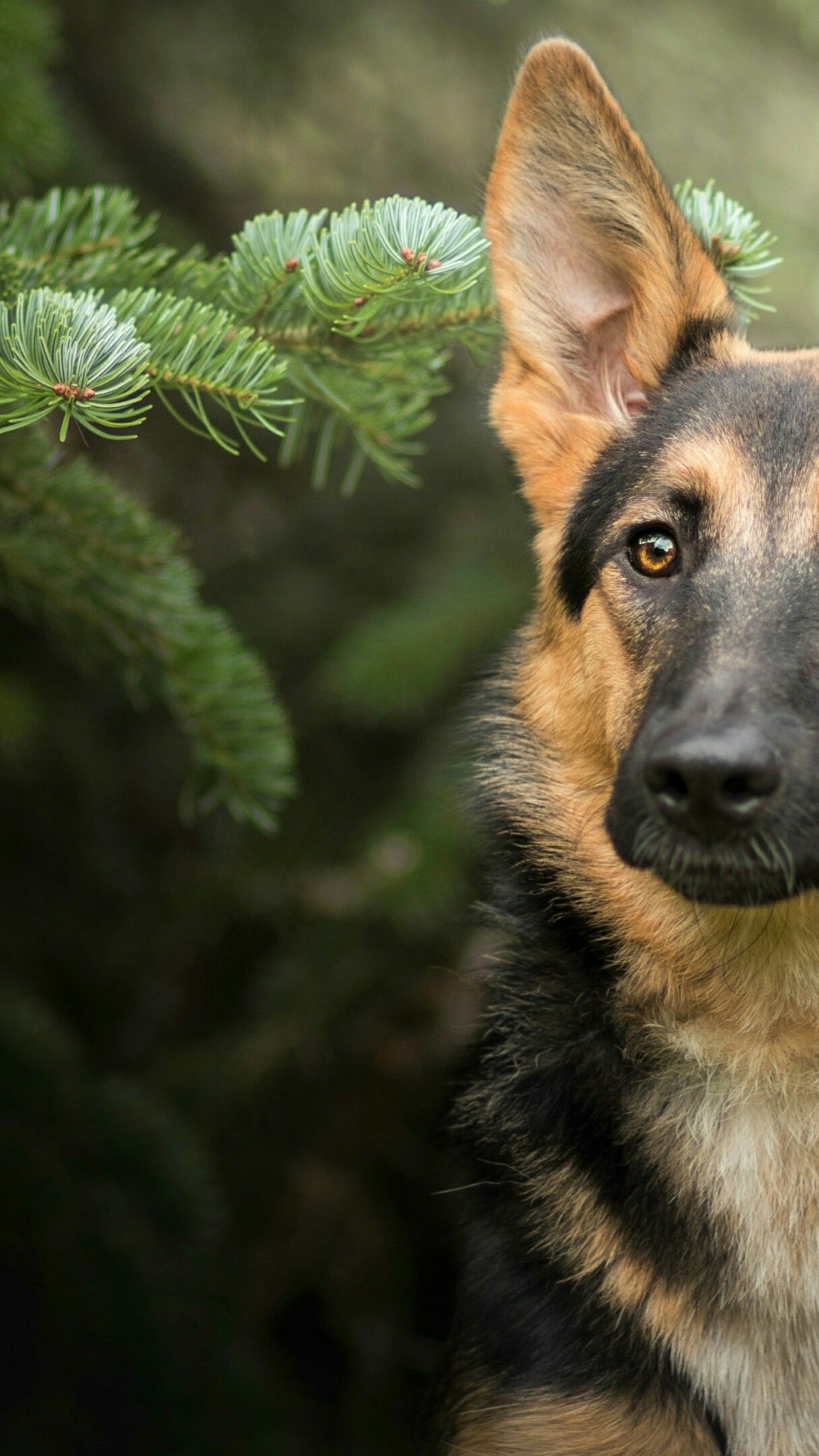 German Shepherd dog wallpaper - backiee