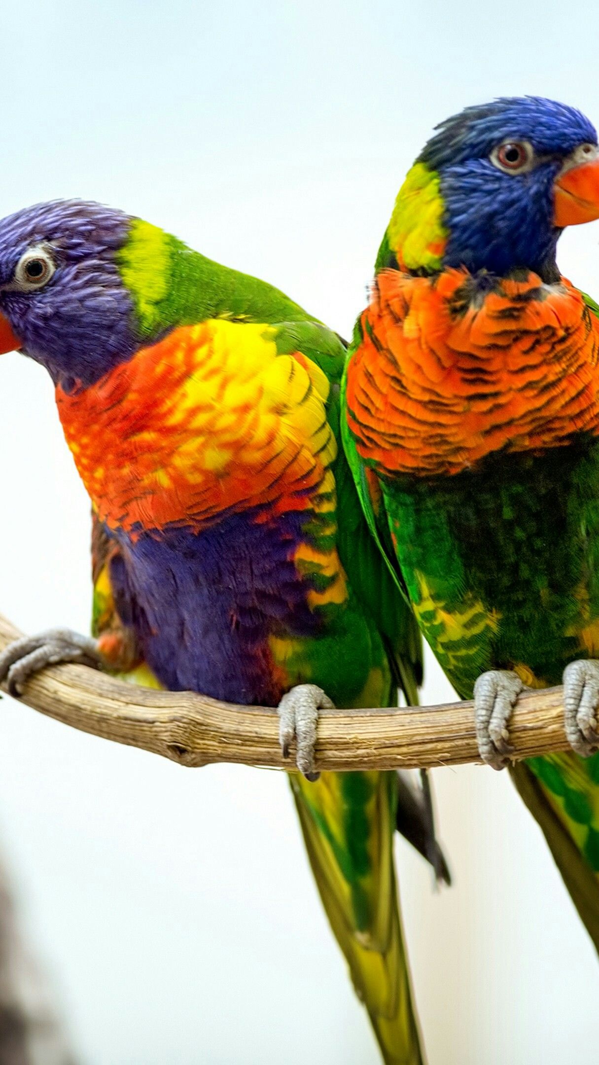 Cute Parrot Pair On A Twig 4K UltraHD Wallpaper - backiee - Free Ultra HD wallpaper platform