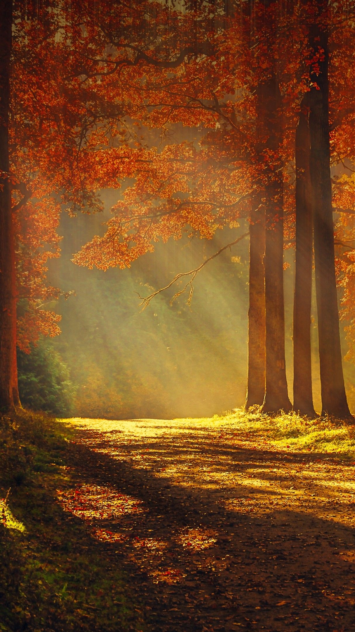 Sunlight through the autumn forest - backiee
