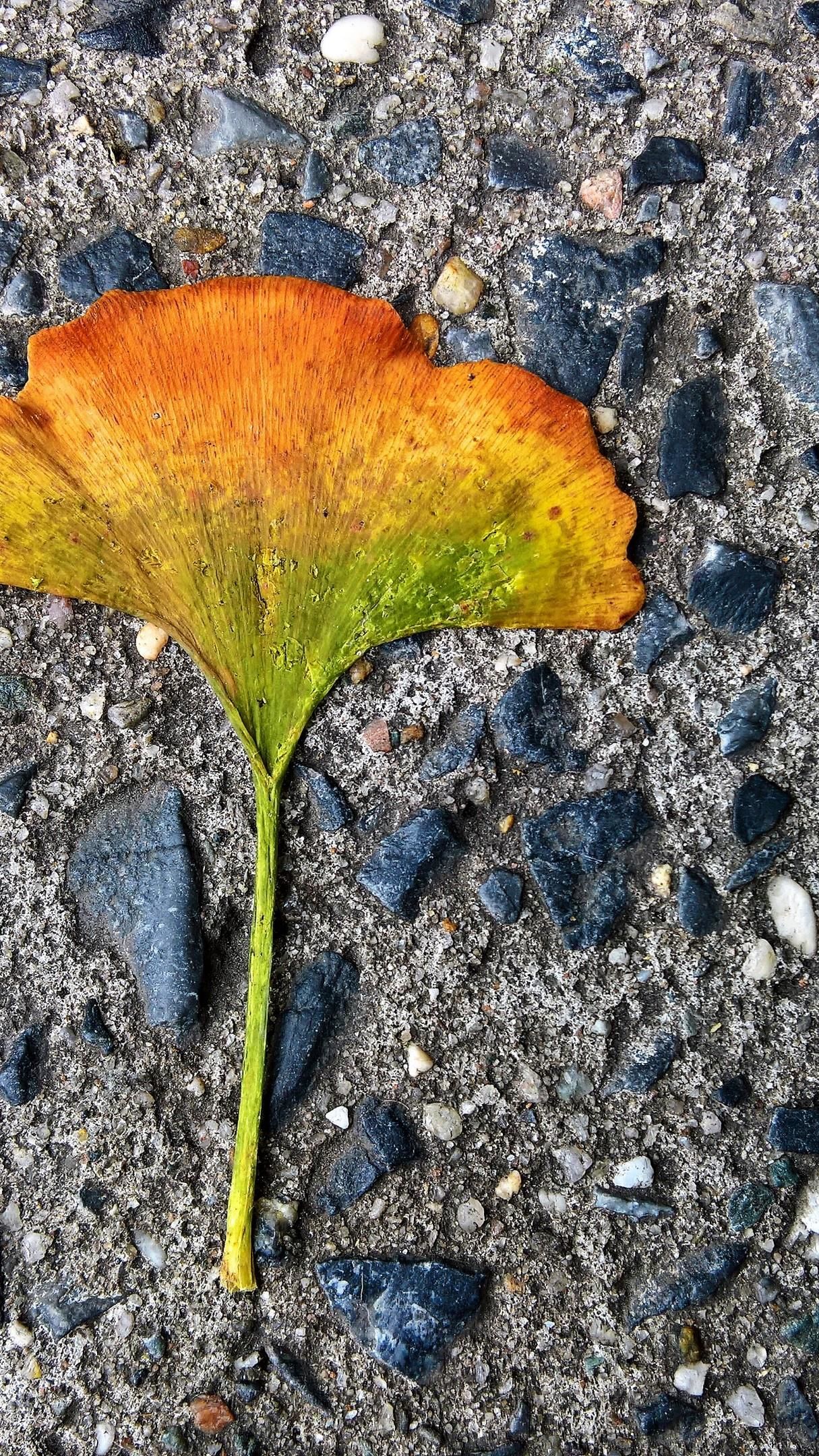 Colorful Gingko Leaf wallpaper - backiee